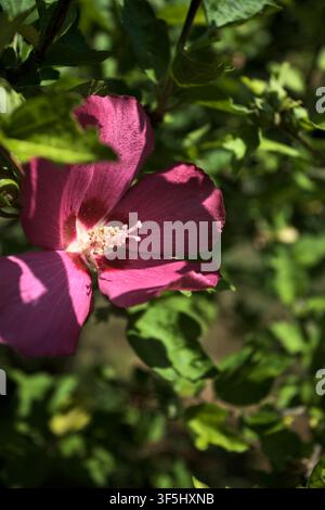 Pinkfarbener Hibiscus syriacus in Blüte an einem Ast, aus der Nähe gesehen Stockfoto