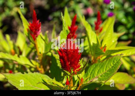 Nahaufnahme einer leuchtend roten Feder-Celosie, Celosia argentea var. plumosa, auch bekannt als Feder-Hahnenkamm oder Wollblume, die ihr charakteristisches zeigt Stockfoto