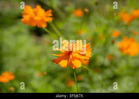 Nahaufnahme eines leuchtend orangefarbenen Schwefel-Kosmos, Cosmos sulphureus, mit halbdoppelten Strahlenblüten, die eine auffällige zentrale Scheibe von Blüten umgeben. Stockfoto