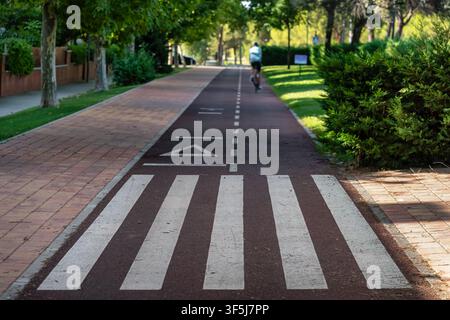 Radfahrer fährt auf einen Zebrastreifen zu, auf einem markierten Radweg in einer grünen städtischen Umgebung Stockfoto