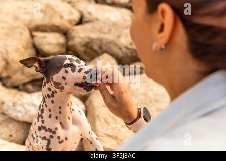 Nahaufnahme einer Frau, die einem Dalmatiker-Hund im Freien an einer felsigen Küste ein Leckerli füttert und dabei einen zärtlichen Moment zwischen Tierbesitzer und Tier einfängt, Vertrauen, Training und Zuneigung Stockfoto