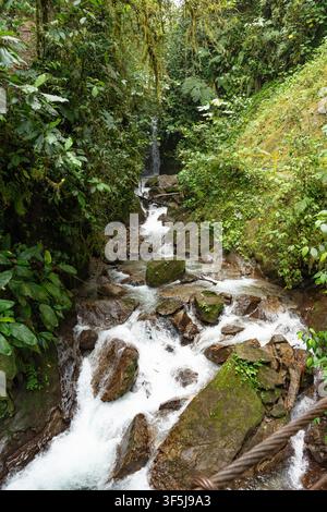 Lush Wasserfallpfad windet sich durch dichten Nebelwald in der Nähe von Mindo, Ecuador, wo klares Bergwasser über moosige Felsen unter tropischen Blättern stürzt Stockfoto
