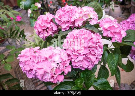 Nahaufnahme von üppigen rosa Hortensienblüten, umgeben von dunkelgrünen Blättern in einem Hausgarten in Cordoba, die zarten Blütenblätter und die natürliche Textur zeigend Stockfoto