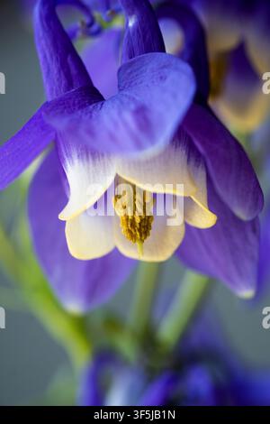 Detaillierte Makrofotografie einer lila und weißen Columbine-Blüte mit goldenen Staubblättern im scharfen Fokus und einem weichen verschwommenen Hintergrund, der Zartheit einfangt Stockfoto