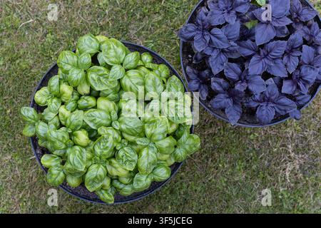 Ansicht von oben von zwei Topfbasilikumpflanzen, eine leuchtend grün und eine tiefviolett, die in reichem Boden im Freien auf Gras wachsen, ideal zum Kochen, Kräutergarten Stockfoto
