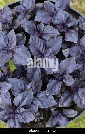 Top-Down-Nahaufnahme von üppigen violetten Basilikumpflanzen in einem Topf, die strukturierte dunkelviolette Blätter bei natürlichem Licht zeigen, ideal für Themen rund um Gartenarbeit, Kräuter, an Stockfoto