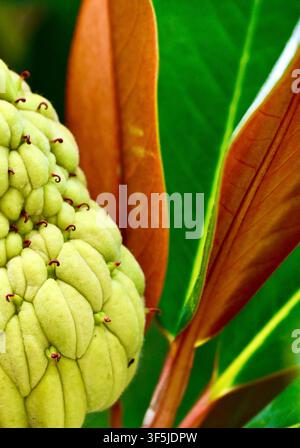 Eine Nahaufnahme eines ungewöhnlichen, sich entwickelnden Magnolien-Samenkonus mit einer strukturierten, höckerigen Oberfläche, umgeben von dunkelgrünen und braunen glänzenden Blättern an einem Ast. Stockfoto