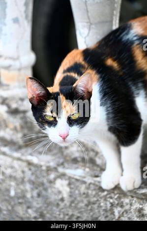 Eine niedliche Kaliko-Katze mit auffälligen grünen Augen, die hinter verwitterten, klassischen Steinbalustern eines alten architektonischen Geländers hervorlugt und aufmerksam blickt. Stockfoto