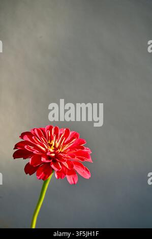 Eine einzelne leuchtend rote Zinnienblüte an einem langen grünen Stiel, elegant in den unteren Bildbereich positioniert vor einem weichen, gedämpften grauen strukturierten Hintergrund. Stockfoto