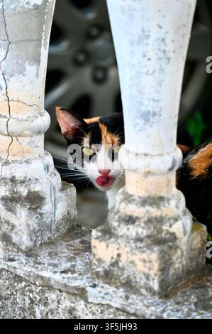 Eine Nahaufnahme einer Katze mit hellgrünen Augen, die sich die Nase leckt, während sie durch verwitterte Steinbaluster eines alten Geländers späht. Stockfoto