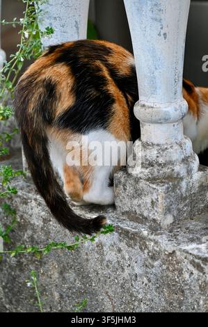 Eine Rückansicht einer Katze, die sich auf einer verwitterten Steinmauer neben klassischen architektonischen Balustern und grünen Pflanzen versteckt und abwendet. Stockfoto
