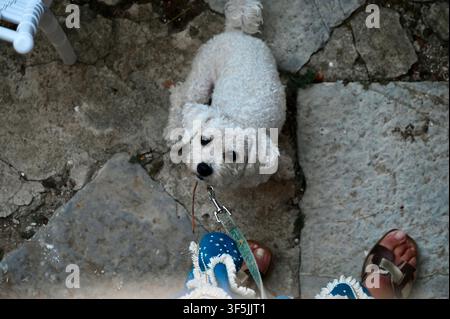 Eine Aufsichtsfotografie aus hohem Winkel, die einen kleinen, flauschigen weißen Begleithund an der Leine einfängt, der mit einem bewundernden Ausdruck direkt nach oben zu den Füßen seines Besitzers schaut, die unten im Bild in bunten Sandalen auf einem rustikalen Steiboden sichtbar sind. Stockfoto