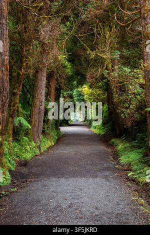 Waldweg in São Miguel, Açores, der in einen Tunnel aus dichtem grünen Laub führt, mit hohen moosbewachsenen Bäumen und Farnen Stockfoto