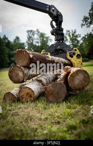 Forstgrappler hebt frisch geschnittene Birkenstämme während einer Maschinenvorführung im Freien. Stockfoto