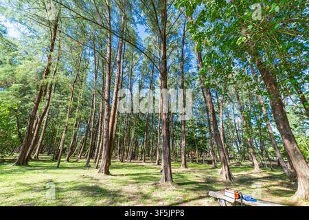 Wunderschöne Aufwärtsperspektive von grünen Kiefern, die einen klaren blauen Himmel an einem sonnigen Tag einrahmen. Idealer Hintergrund für Waldschutz, Ökologie, Wandern, a Stockfoto