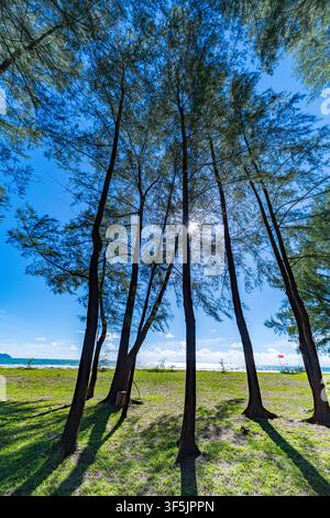 Wunderschöne Aufwärtsperspektive von grünen Kiefern, die einen klaren blauen Himmel an einem sonnigen Tag einrahmen. Idealer Hintergrund für Waldschutz, Ökologie, Wandern, a Stockfoto