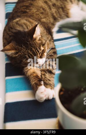 Eine entspannte getigerte Katze liegt auf einer gestreiften Decke. Die Katze hat braunes und schwarzes Fell mit weißen Pfoten. In der Nähe ist eine grüne Pflanze sichtbar. Stockfoto