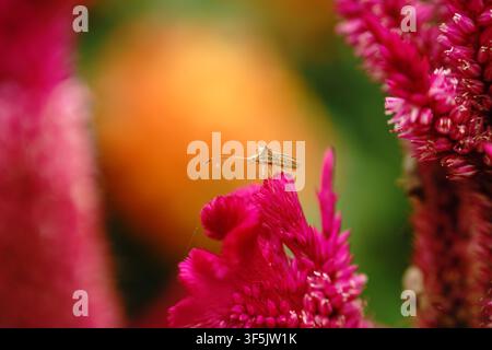 Makroaufnahme eines braunen Reisstinkkäfers (Cletus punctiger), der auf einer lebendigen rosa Hahnenkammblüte (Celosia argentea var. crisata) sitzt Stockfoto
