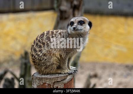 Neugieriges Meerkattenporträt im Nahaufnahme-Bild, das mit ausdrucksstarken Augen und weichem Fell nach oben schaut Stockfoto