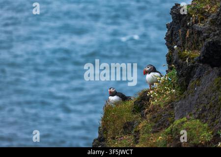 Zwei farbenfrohe Papageientaucher mit markanten orangefarbenen Schnäbeln ruhen auf einer moosbedeckten Felsspitze mit Blick auf den blauen Ozean in Islands Stockfoto