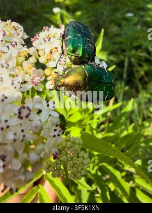 Zwei lebhafte, metallisch grüne Rosenkäfer erkunden ein Büschel weißer Blüten, wahrscheinlich fressen sie Nektar oder sammeln Pollen, um sich zu ernähren Stockfoto