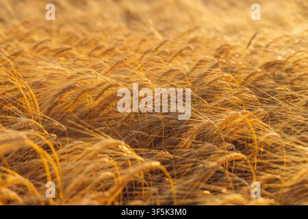 Nahaufnahme von reifen goldenen Weizenähren, die sich über ein sonnenbeschienenes Feld bei Sonnenuntergang beugen und einen warmen landwirtschaftlichen Hintergrund bilden, der Ernte und Getreide darstellt Stockfoto