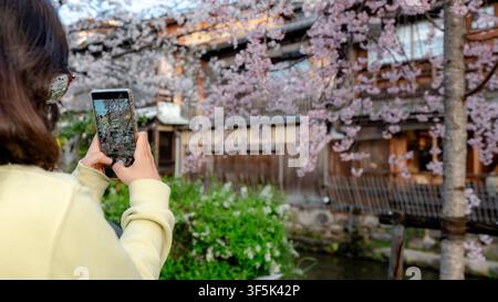 Ein Tourist fängt Kirschblüten in Blüte während der Sakura-Saison entlang des malerischen Shirakawa-Kanals ein, mit traditionellen Teehäusern, die das Gion säumen Stockfoto