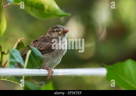 Ein Spatzennestling sitzt auf einem Ast. Eine Nahaufnahme eines Spatzflüglers in freier Wildbahn. Stockfoto