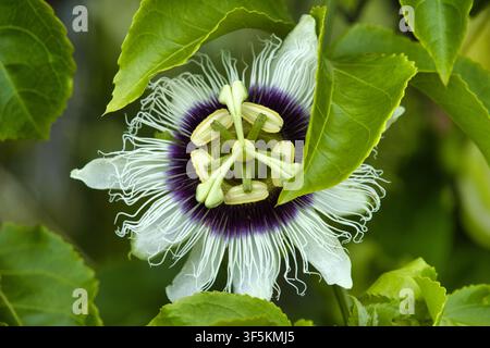 Schöne Passionsblume in Blüte auf Maui. Stockfoto