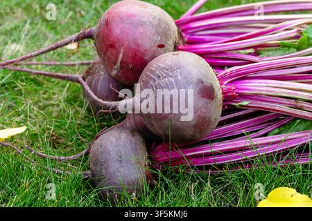 Bündel geernteter runder Rüben mit Blättern liegen auf dem Boden in grünem Rasengras mit gefallenen gelben Herbstblättern im Garten. Stockfoto