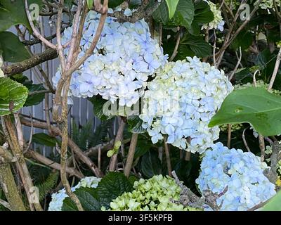 Großblättrige Hortensie (Hydrangea macrophylla) Strauch. Laubbäume blühende Pflanze, die große Dolden von blassblauen und weißen sterilen Blüten mitten in comple Stockfoto