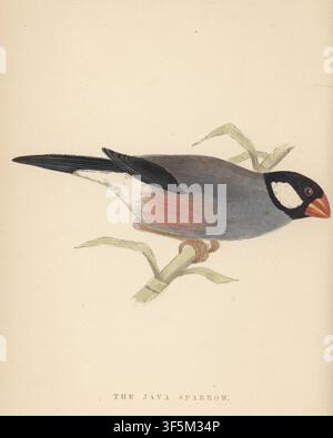 Der Java-Sperling oder Padda, Lonchura oryzivora (Loxia orycivora). Farbholzschnitt von Benjamin Fawcett nach einer Illustration von William Thomas Greene aus seinem eigenen Buch Birds I Have Kept in Years Gone By, L. Upcott Gill, 170 Strand, London, 1885. W.T. Greene war ein englischer Ornithologe, der vor allem für sein Buch Parrots in Captivity bekannt war. Stockfoto