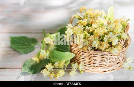 Linden blüht und blättert in einem Korb auf einer hellen Holzoberfläche Stockfoto