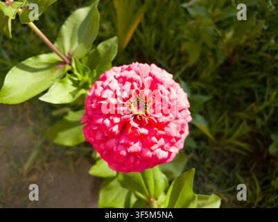 Oberansicht einer blühenden korallenroten Zinnia elegans-Blüte im Nahaufnahme, schöner dichter doppelblütiger Zinnienkopf mit lila Blütenblättern Stockfoto