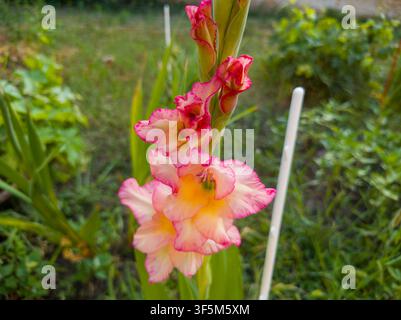 Rosa und gelbe Gladiolus-Priscilla-Blütenstand, der in einem Garten blüht, Nahaufnahme. Stockfoto