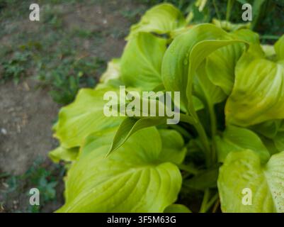 Nahaufnahme einer limettengrünen Hosta-Pflanze mit einem neuen Blütenknospen, die in einem Sommergarten hervortritt. Stockfoto
