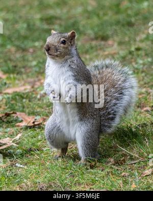 Ein graues Eichhörnchen steht auf seinen Hinterbeinen in einem üppigen grünen Park, der mit gefallenen Blättern übersät ist. Die Szene fängt einen Moment der Neugier ein, während das Eichhörnchen schaut Stockfoto