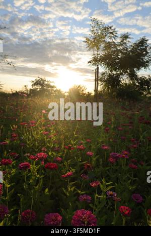 Ein Feld farbenfroher Zinnien, die im warmen Licht der Goldenen Stunde leuchten, fotografiert mit der tief stehenden Sonne, die durch vereinzelte Wolken scheint. Stockfoto