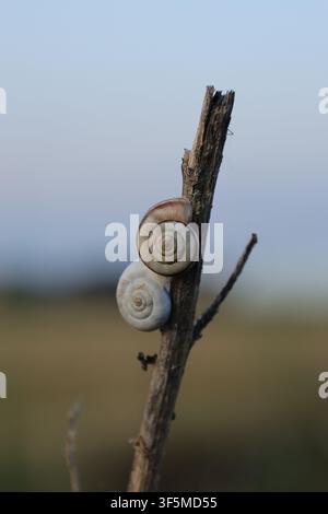 Zwei gebänderte Landschnecken ruhen auf einem trockenen Pflanzenstängel vor einem sanft verschwommenen blauen Himmel und einer Landschaft im Hintergrund. Stockfoto