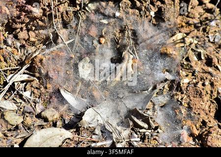 Ein zartes Spinnennetz, das mit glitzerndem Morgentau bedeckt ist, erstreckt sich über Laub und roten Boden auf dem Waldboden. Stockfoto