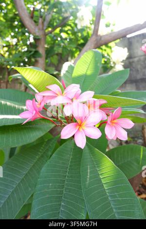 Eine vertikale Nahaufnahme von blühenden rosa Plumeria-Blüten vor einem sanft verschwommenen Gartenhintergrund, auf dem weiße Blüten zu sehen sind. Stockfoto