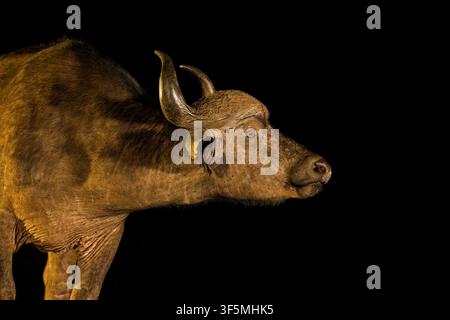 Nahaufnahmeporträt eines Afrikanischen Büffels (Syncerus caffer) während der Nacht, Südafrika Stockfoto