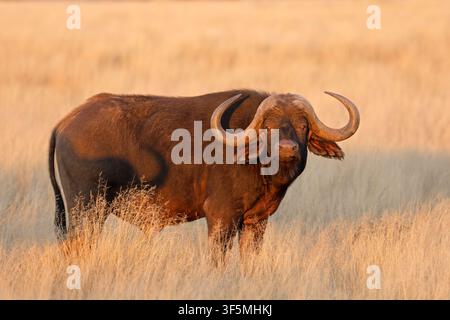 Ein Afrikanischer Büffel (Syncerus caffer) steht in offenem Grasland, Mokala-Nationalpark, Südafrika Stockfoto