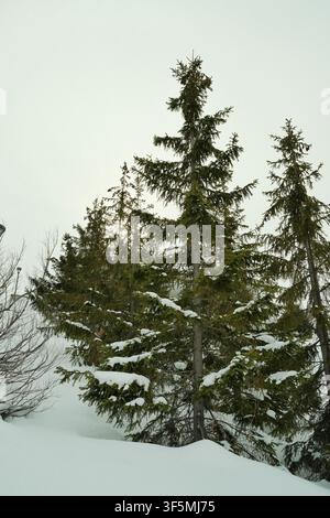 Schneebedeckte immergrüne Bäume in einem friedlichen Winterwald.Wunderschöne saisonale Landschaft mit frischem Schnee, alpin, Weihnachten, Winterreisen und Natur Stockfoto