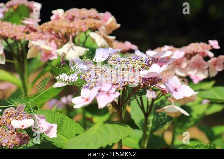 Nahaufnahme von Hydrangea Macrophylla Stockfoto