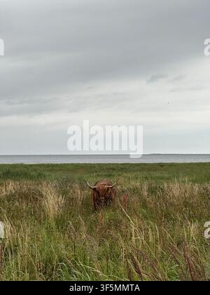 Eine einsame Hochlandkuh steht in einer Küstenwiese, umgeben von hohem Wildgras unter dramatischen Sturmwolken. Natürliche ländliche Landschaft mit Kopierraum Stockfoto