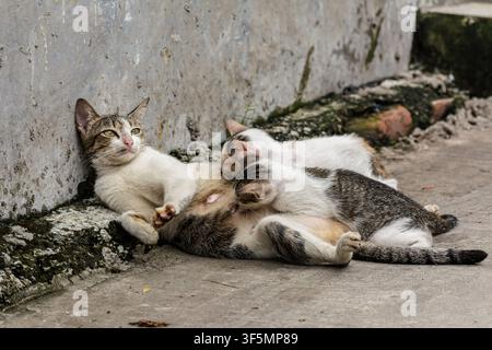 Mutter einer Katze, die ein Kätzchen an der Seite der Straße stillt Stockfoto