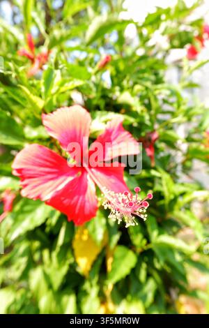 Eine Nahaufnahme einer roten Hibiskusblüte in voller Blüte, wobei die Staubfäden und Pollenkörner deutlich gegen grünes Laub sichtbar sind. Stockfoto