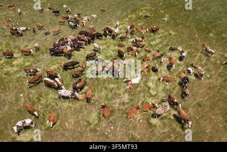 Herde von Kühen, die auf einer frischen grünen Wiese in der ländlichen Landschaft grasen und ruhen Stockfoto