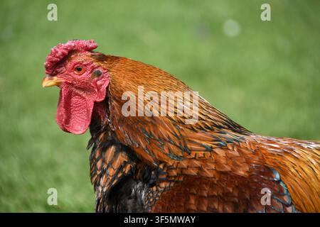 Braune Haushuhn in einem Nahbild im Seitenprofil vor einem weichen grünen Hintergrund Stockfoto